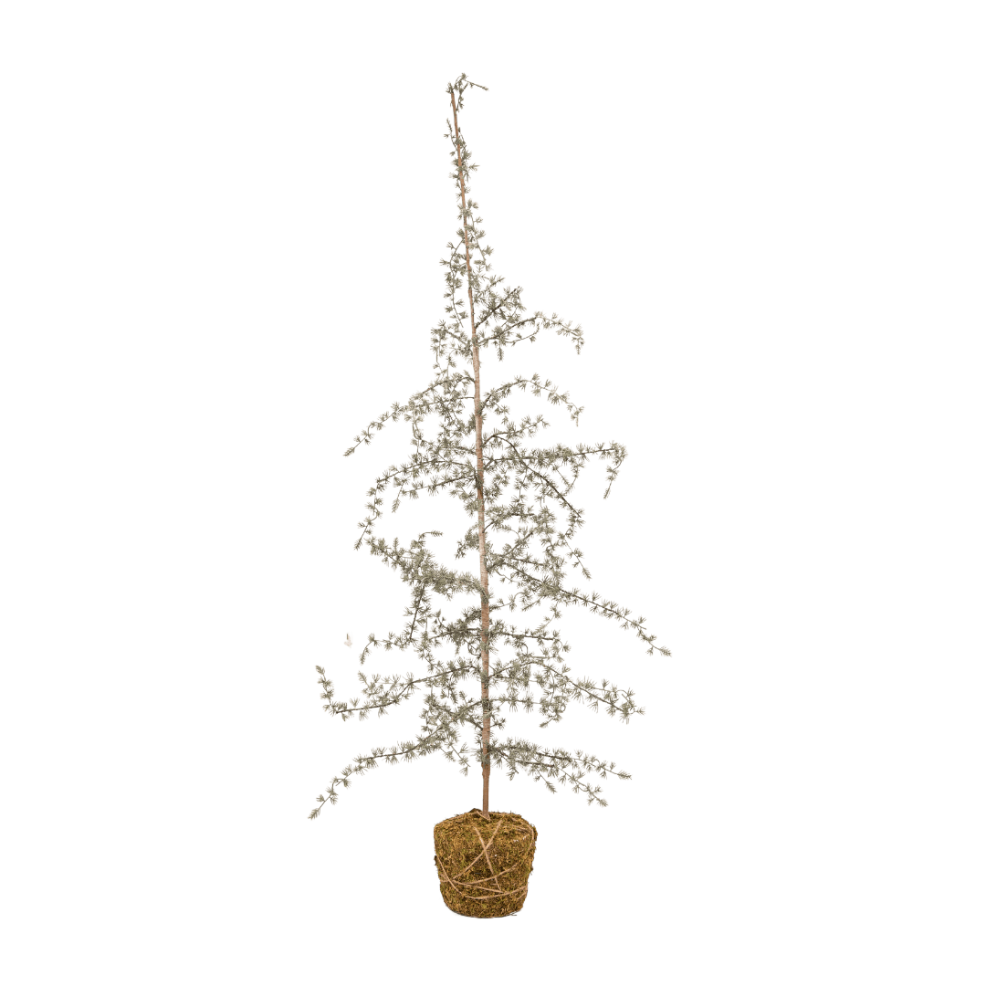 Zoco Home Decor/Christmas Christmas Tree