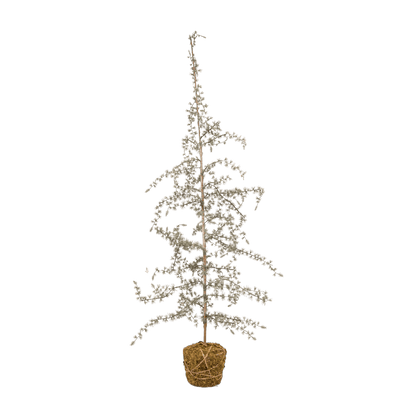 Zoco Home Decor/Christmas Christmas Tree