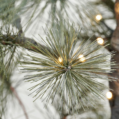 Zoco Home Decor/Christmas Peuce Christmas Tree | 180cm
